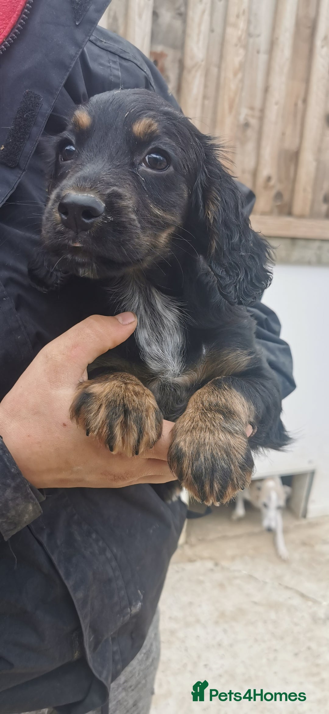 Cocker Spaniel dogs for sale: beautiful tri coloured working cocker spaniels  - Image 3