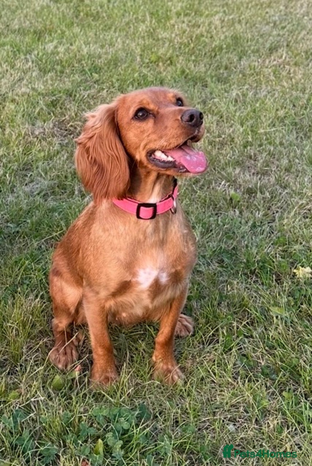 Cocker Spaniel dogs for sale: Cocker Spaniel puppies  - Advert 3