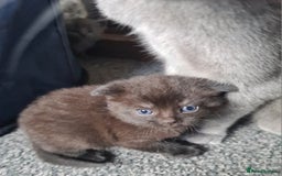 British Shorthair cats for sale: British short hair kittens  - Image 5