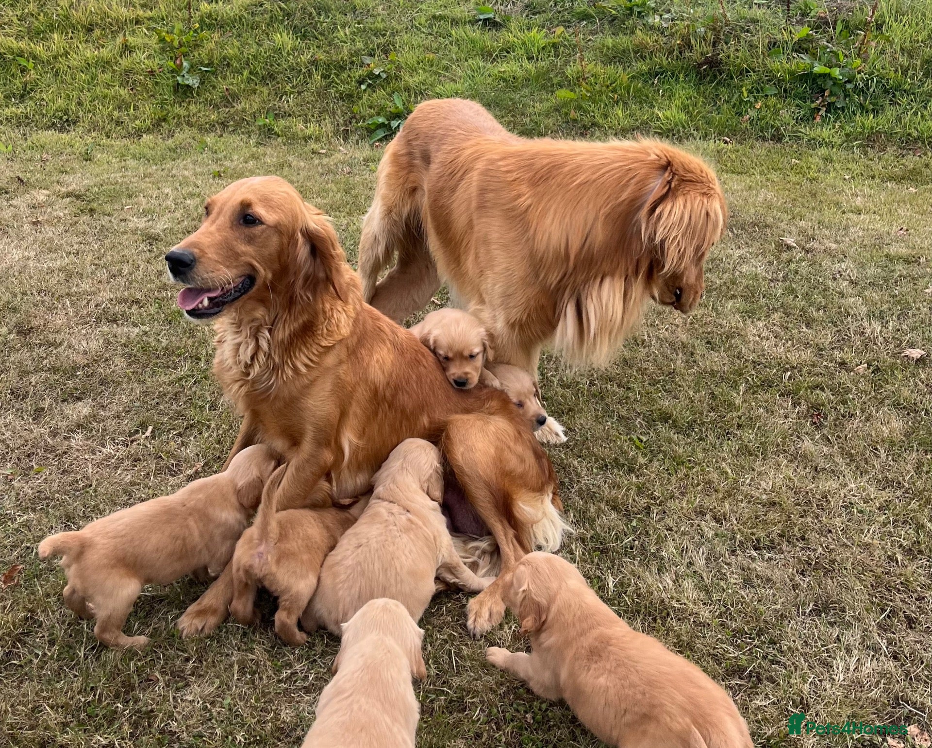Golden Retriever dogs Beautiful KC Golden Retriever Puppies  - Advert 13