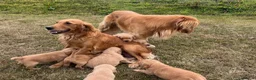 Golden Retriever dogs for sale: Beautiful KC Golden Retriever Puppies  - Advert 3