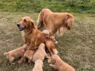 Golden Retriever dogs Beautiful KC Golden Retriever Puppies - Advert 13