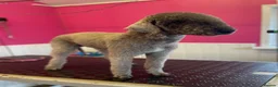Bedlington Terrier dogs for sale: Quality Bedlington Terrier Puppies Available - Advert 2