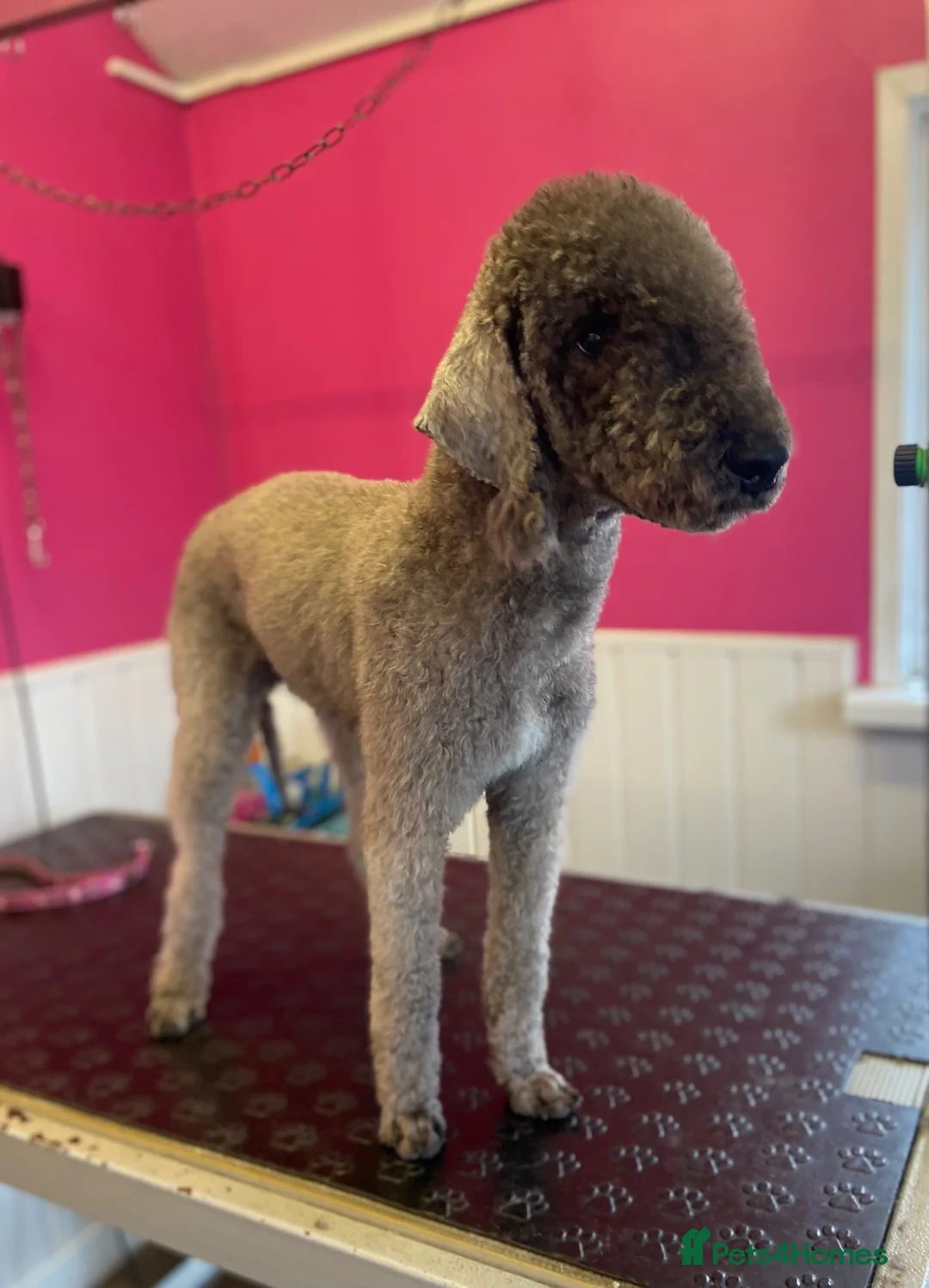 Bedlington Terrier dogs for sale: Quality Bedlington Terrier Puppies Available - Advert 2