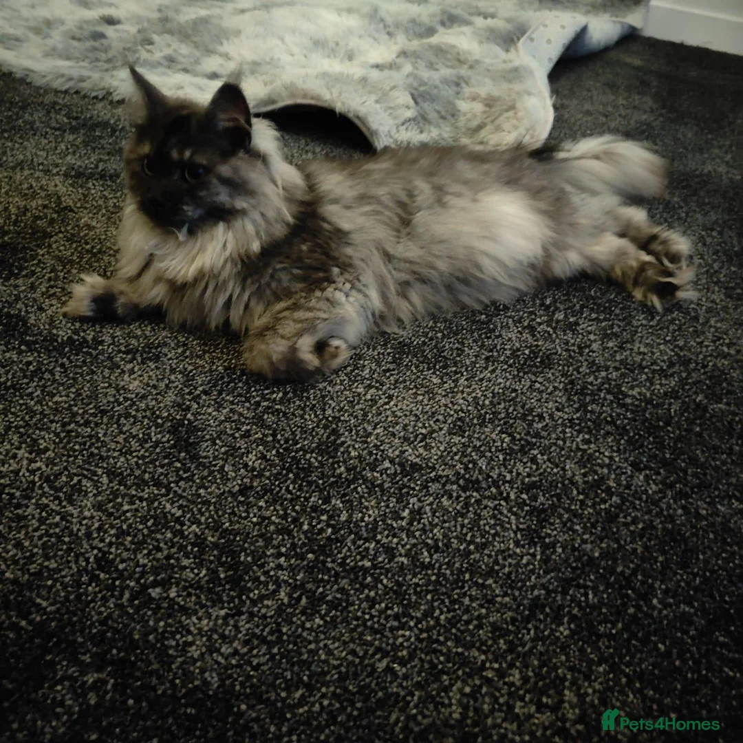 Maine Coon cats for sale: Silver Smoke Mainecoon  - Advert 2