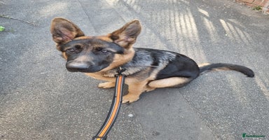German Shepherd dogs - Advert 3