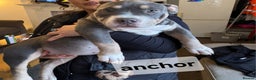 American Bully dogs for sale: Blue & lilac tri pocket bully’s  - Advert 30