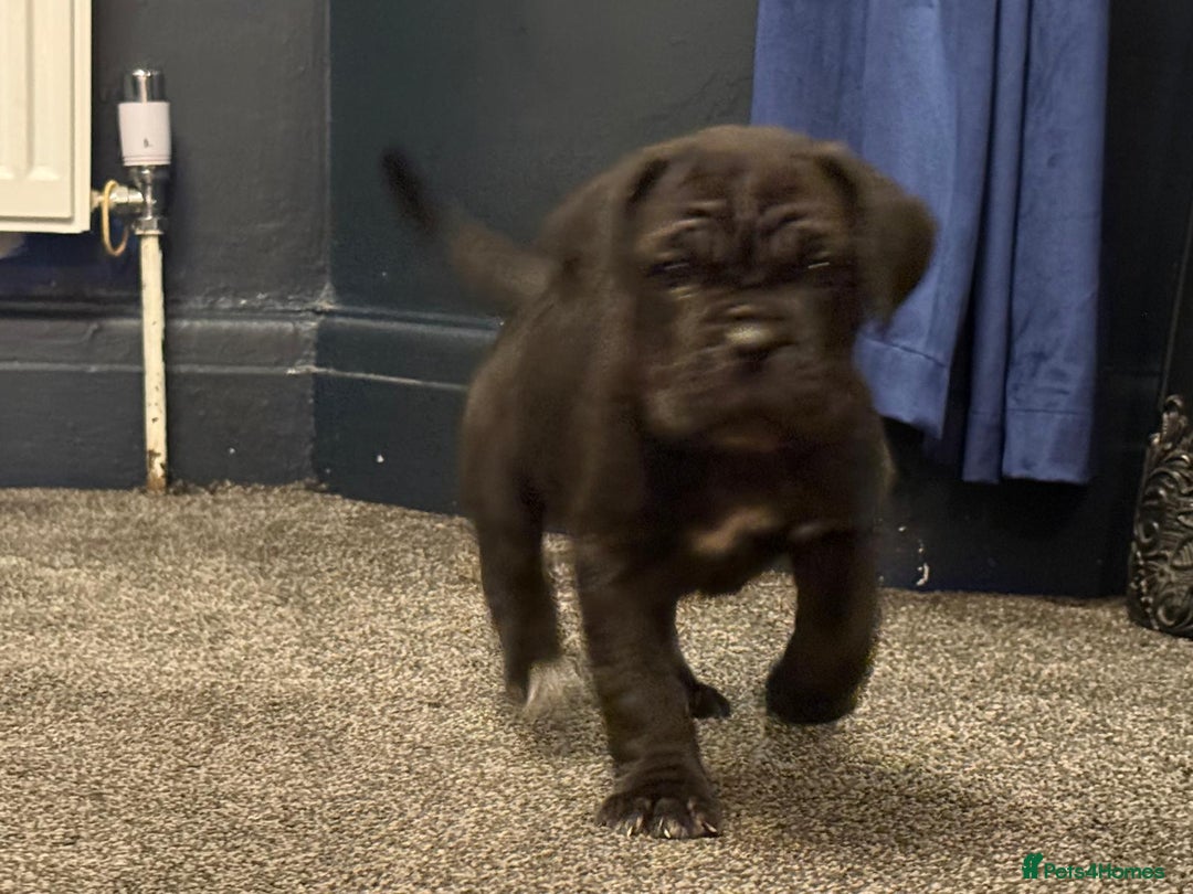 Cane Corso dogs for sale: Exceptional Quality Full Pedigree  - Advert 18