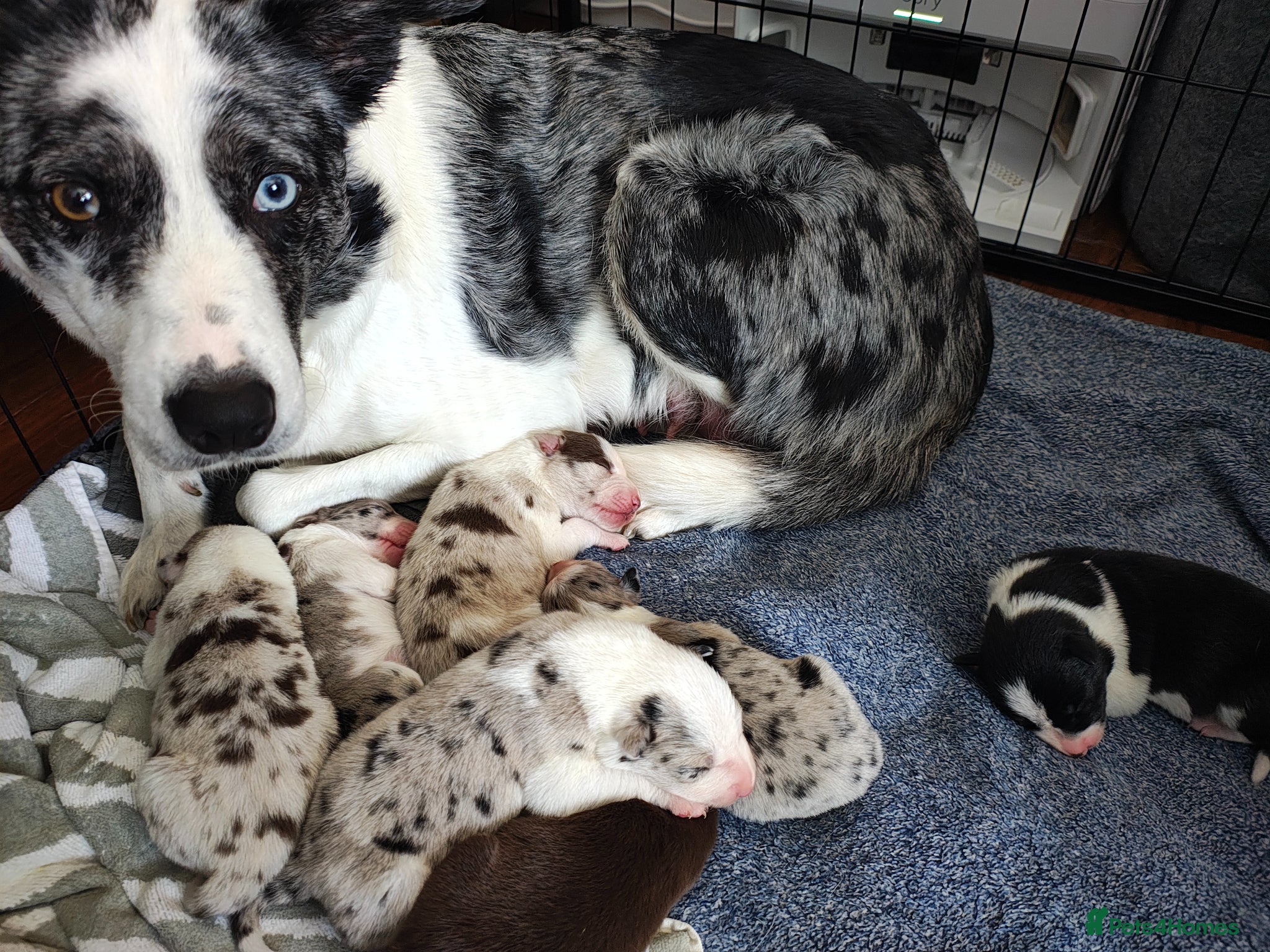 Border Collie dogs Border collie puppies - Advert 3