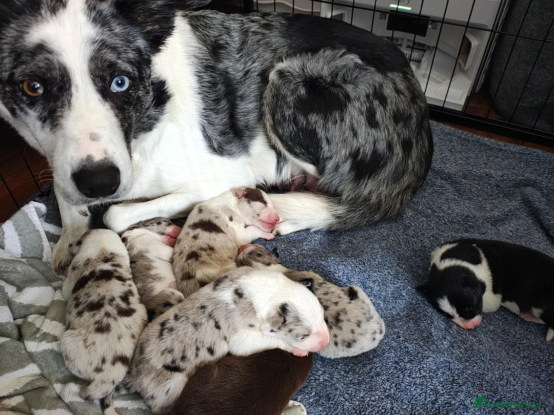 Border Collie dogs for sale: Border collie puppies - Advert 1