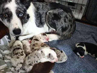 Border Collie dogs Border collie puppies - Advert 1