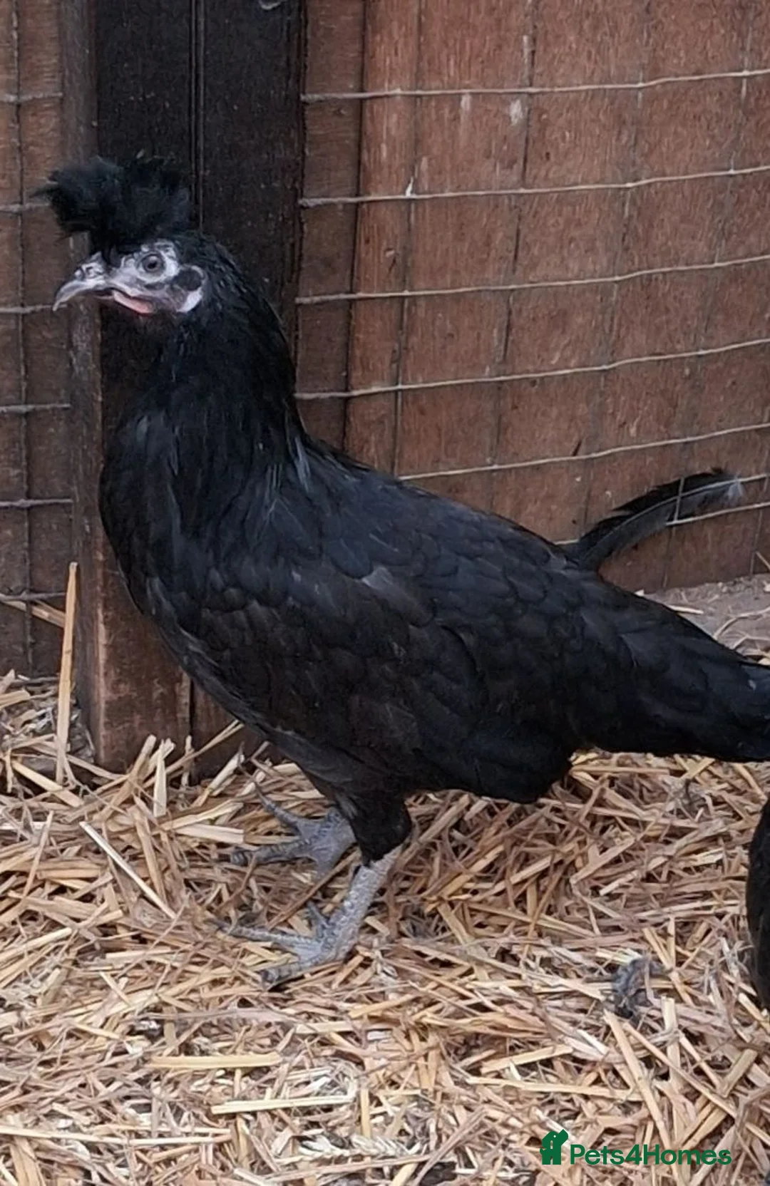 Chickens poultry for sale: Appenzella large fowl all female  - Advert 3