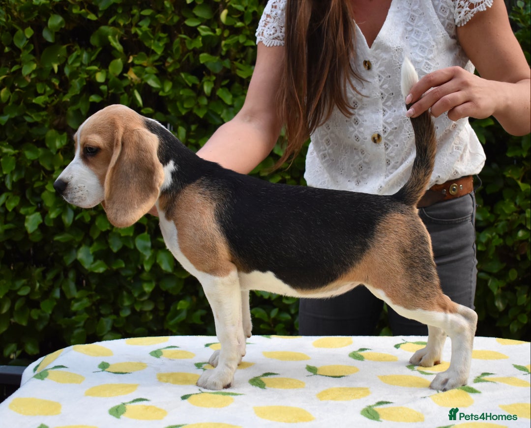 Beagle dogs for sale: Beautiful KC Beagle Puppy  - Image 2