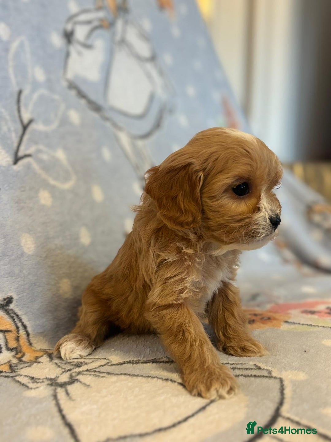 Cavapoo dogs for sale: Stunning Cavapoo pups from family home  - Advert 21