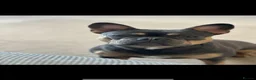 French Bulldog dogs for adoption: Blue and tan French bulldog female  - Advert 3