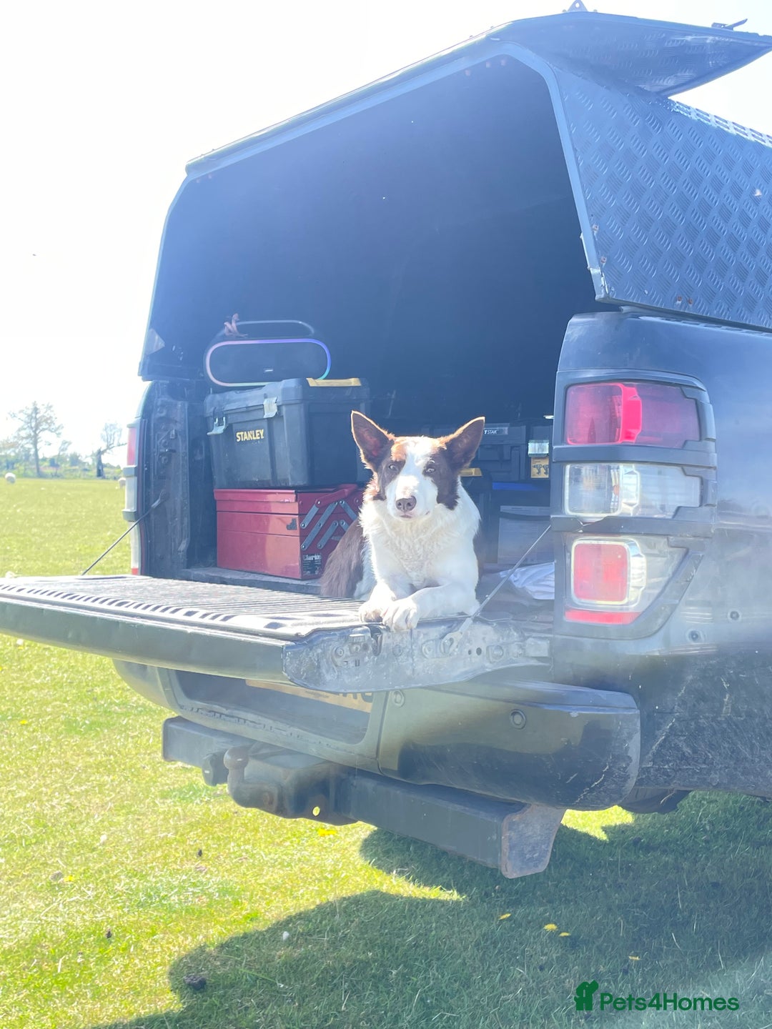 Border Collie dogs for sale: Border collie bitch - Image 3