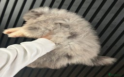 Pomeranian dogs for sale: Adorable bear faced fluffy merle Pomeranians - Image 4