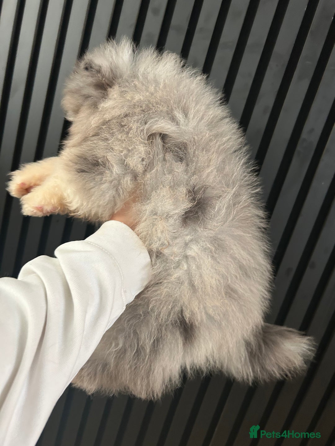 Pomeranian dogs for sale: Adorable bear faced fluffy merle Pomeranians - Image 4