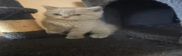 Scottish Fold cats for sale: Scottish kitten lilac blue, ready now, girl boy - Advert 30