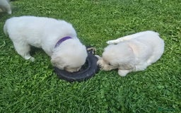 Golden Retriever dogs for sale: Cream Golden Retriever Puppies –Family Raised  - Image 24