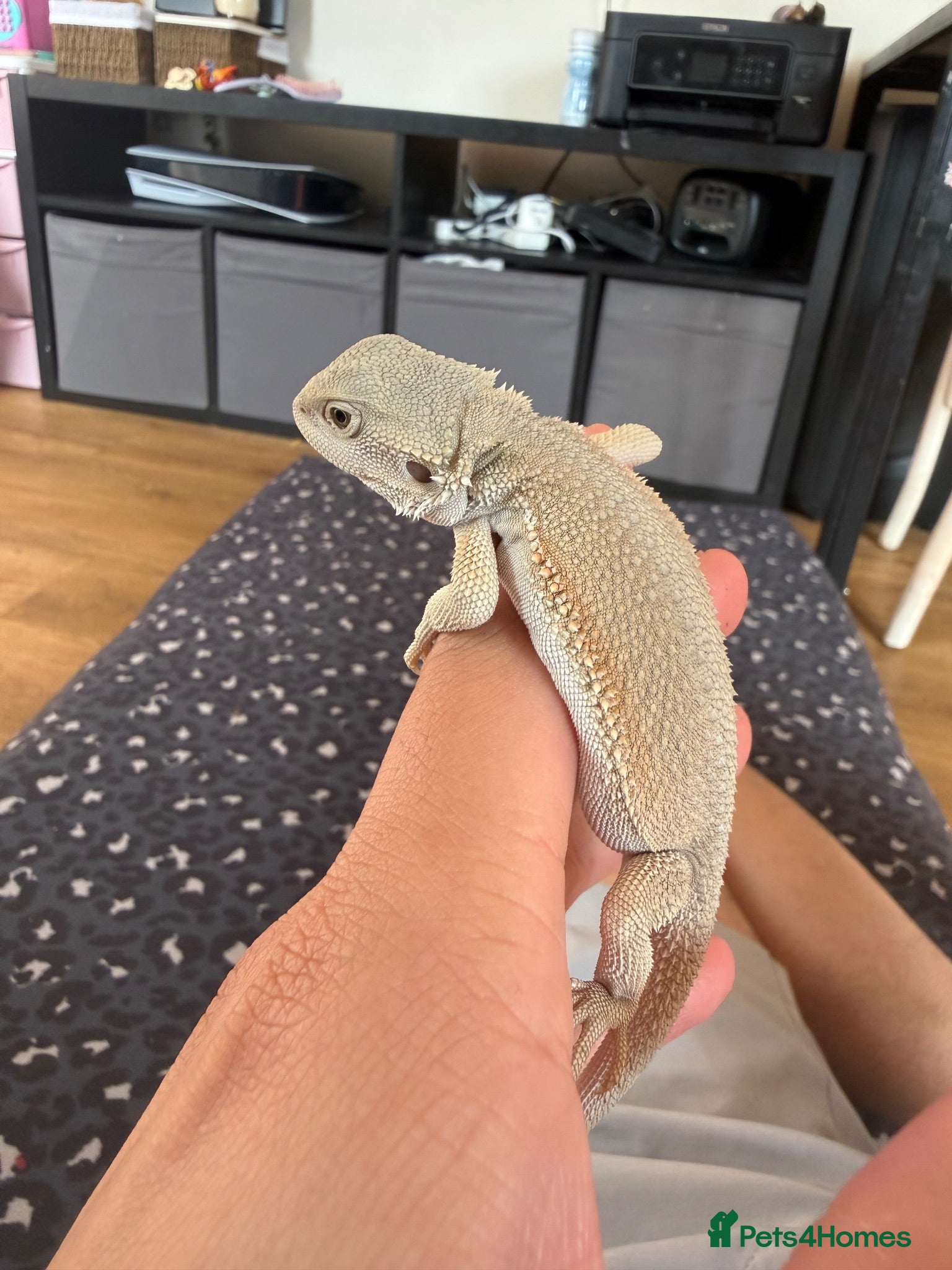 Bearded Dragon reptiles Red monster bearded dragon.  - Advert 2