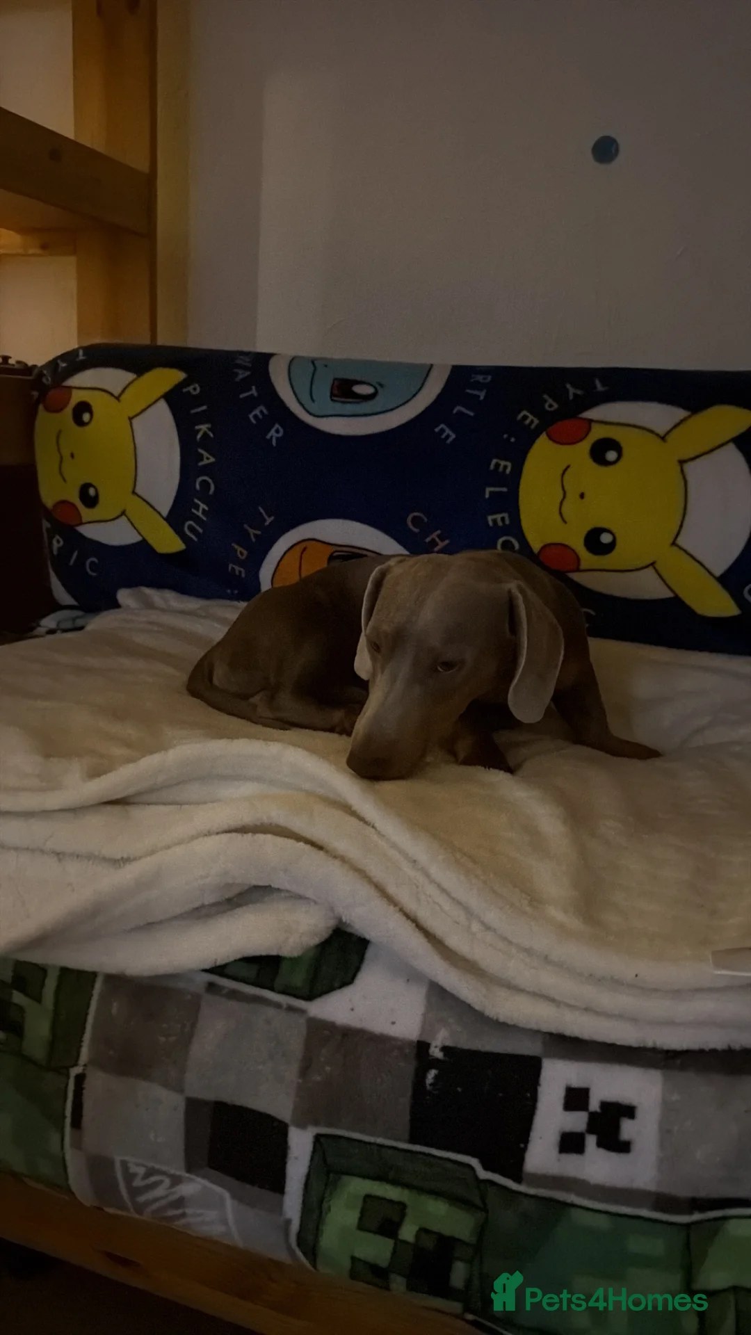 Dachshund dogs for sale: Dachshund  - Advert 1