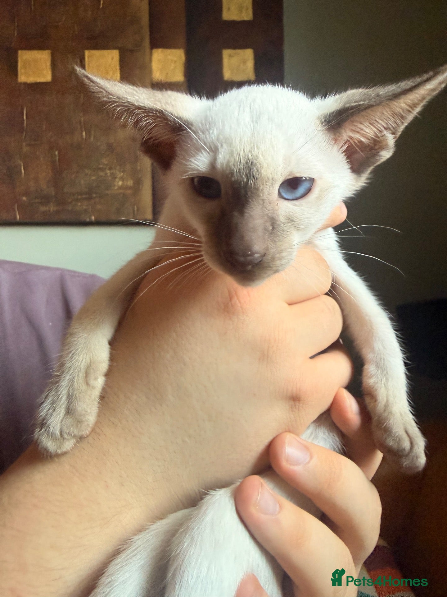 Oriental cats for sale: Beautiful Siamese & Oriental Kittens  - Advert 2