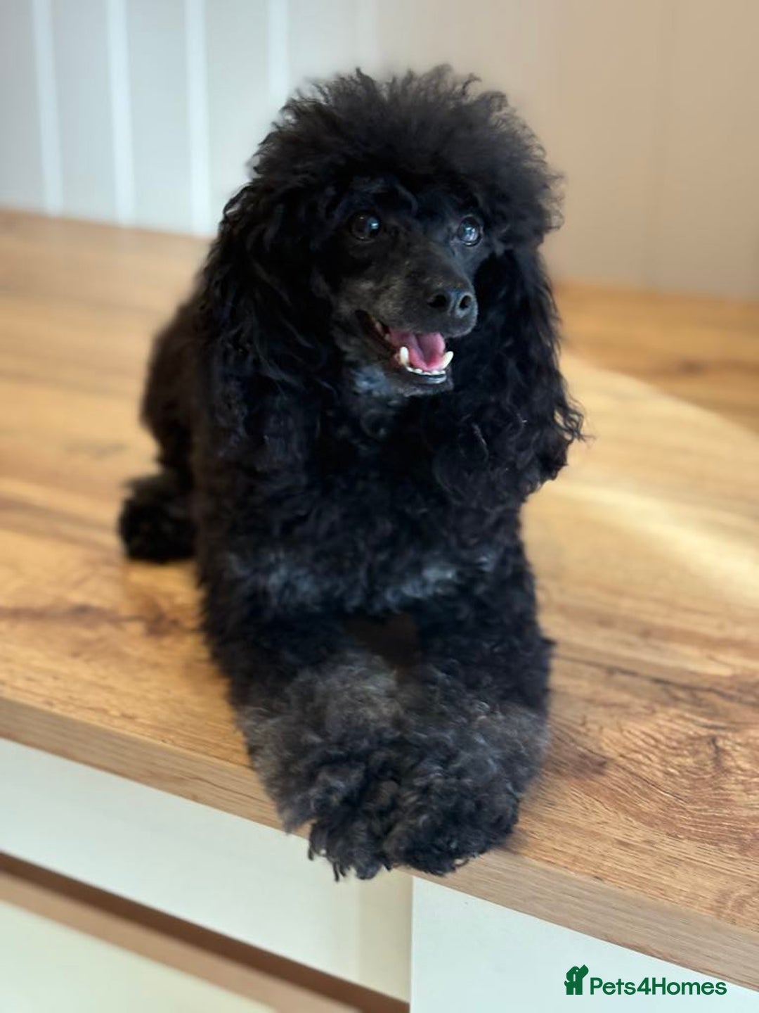 Toy Poodle dogs for sale: kc toy poodles by fully health tested parents - Advert 14