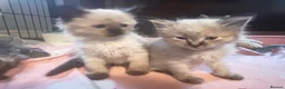 Mixed Breed cats for sale: Reduced last 2 females ragdoll x maincoon  - Advert 24