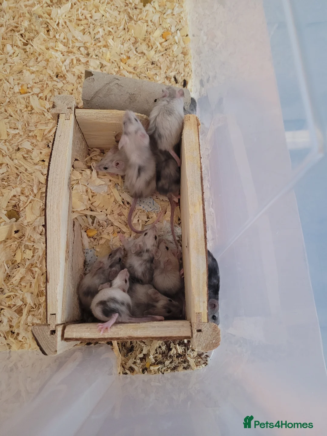Mouse rodents for sale: Mice for sale  - Advert 2