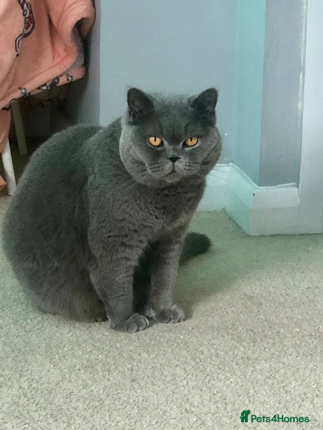 British Shorthair cats for sale: GCCF Registered Britsh Shorthair kittens - Advert 2