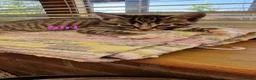 Mixed Breed cats for sale: KITTENS ALL READY TO GO  - Advert 4
