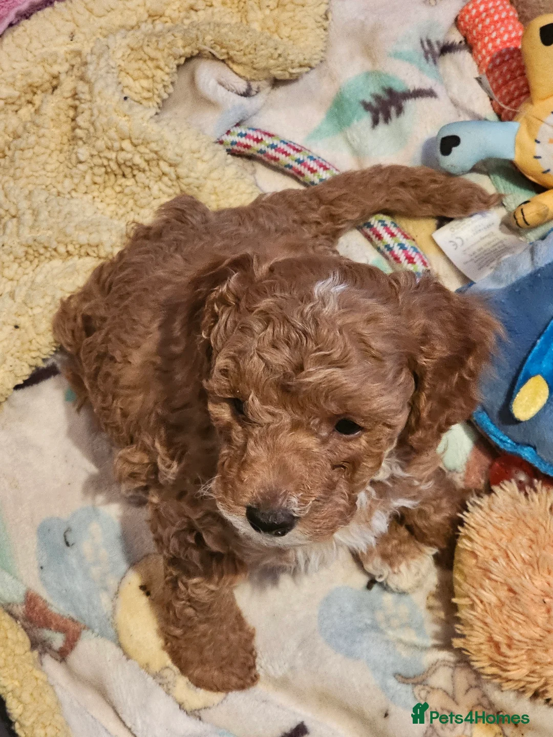 Cockapoo dogs for sale: Cockerpoo F1b Pups for sale (Ready to be rehomed) - Advert 35