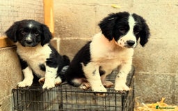 Sprollie dogs for sale: 3 Gorgeous Sprollies for sale - Image 1
