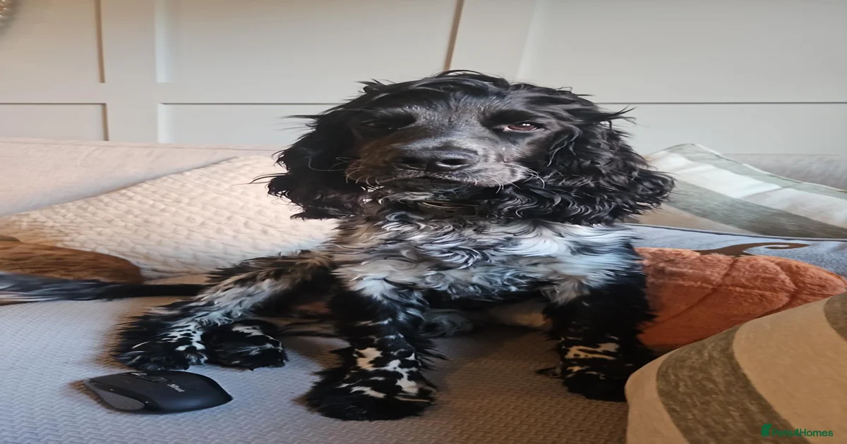 7 month old male cocker spaniel for sale in Beccles | Pets4Homes