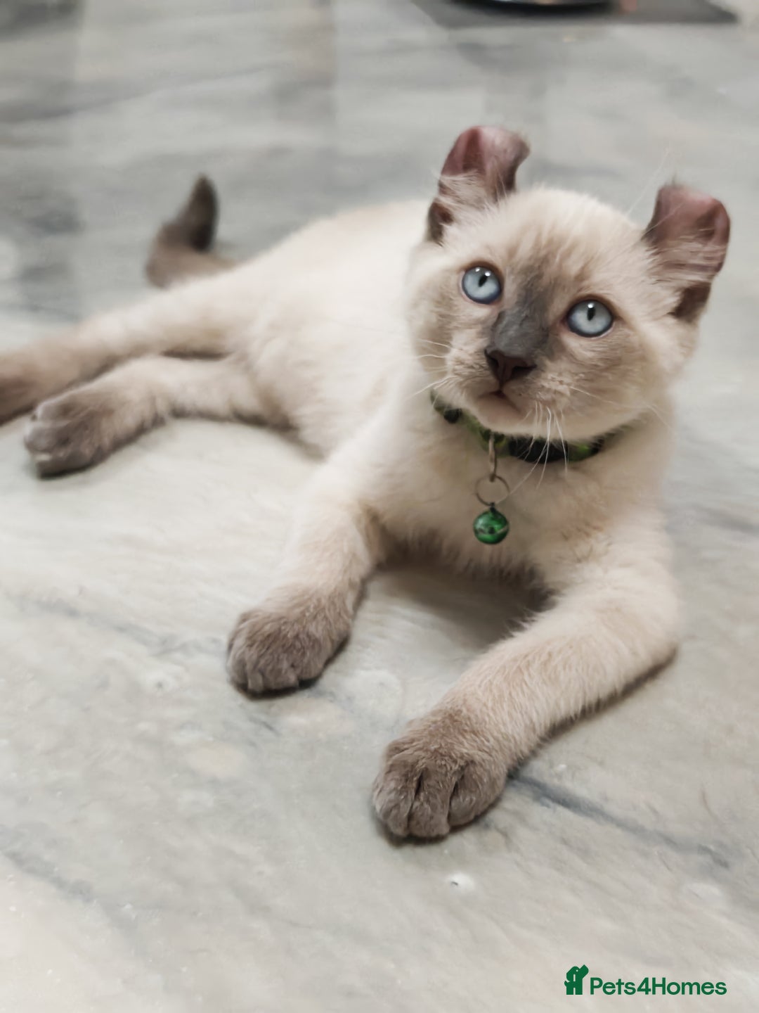 American Curl cats for sale: RARE, Unique, Affectionate American Curl Kittens!  - Advert 2