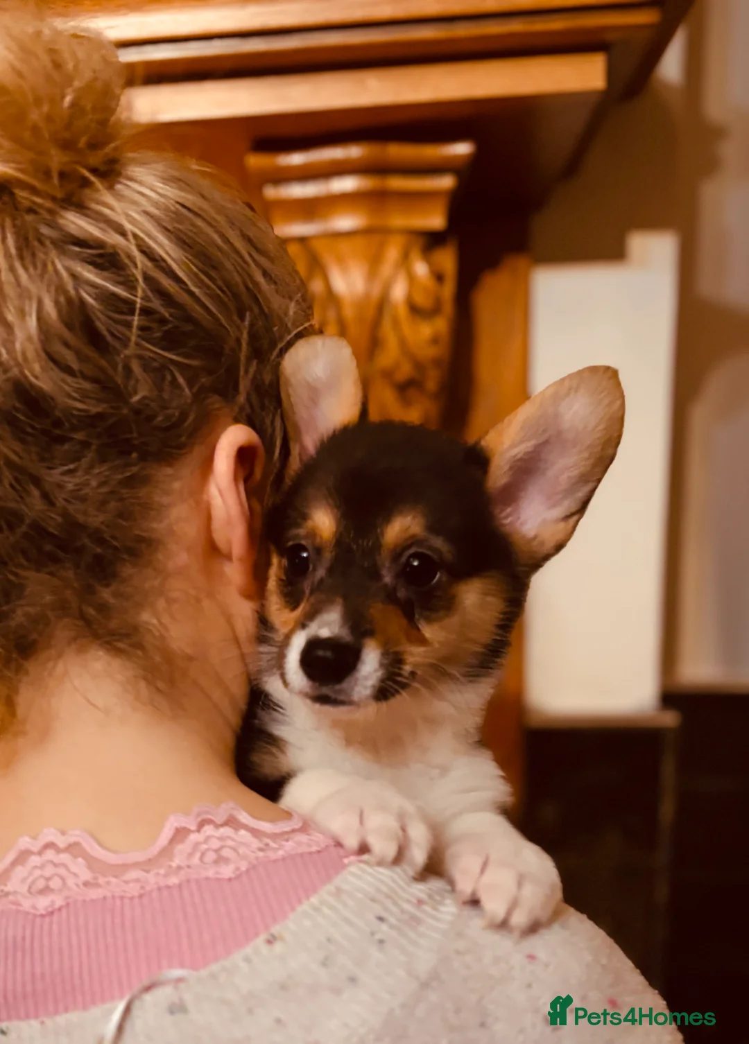 Welsh Corgi Pembroke dogs for sale: KC litter, health tested parents, licensed breeder - Advert 14