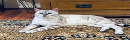 Bengal cats for sale: Active Tica Registered Bengal kittens  - Advert 2