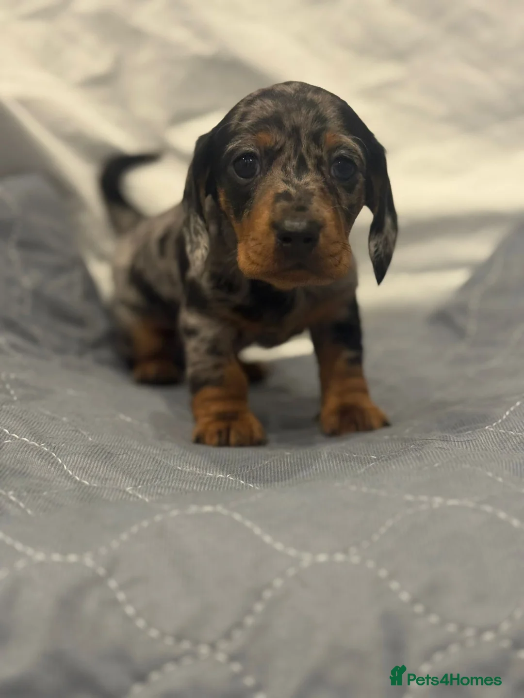 Dachshund dogs for sale: Miniature dashhound  - Advert 7
