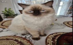 Ragdoll cats for sale: Ragdoll x Persian kittens  - Image 2