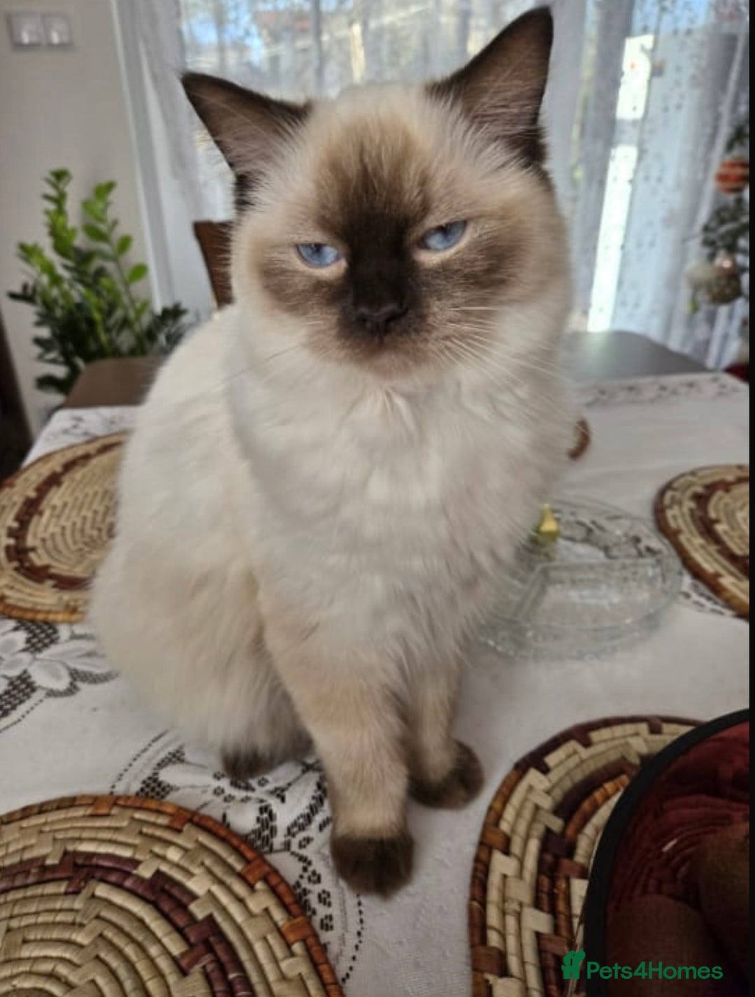 Ragdoll cats for sale: Ragdoll x Persian kittens  - Image 2