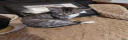 Mixed Breed cats for sale: 3/4maine coon x sphynx - Advert 4