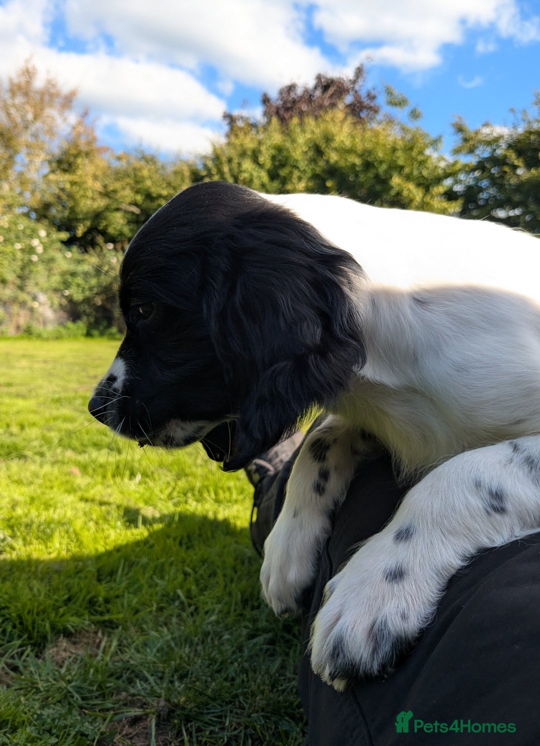 English Springer Spaniel dogs for sale: Speckled boy,playful & kind natured,HEALTH TESTED - Image 10