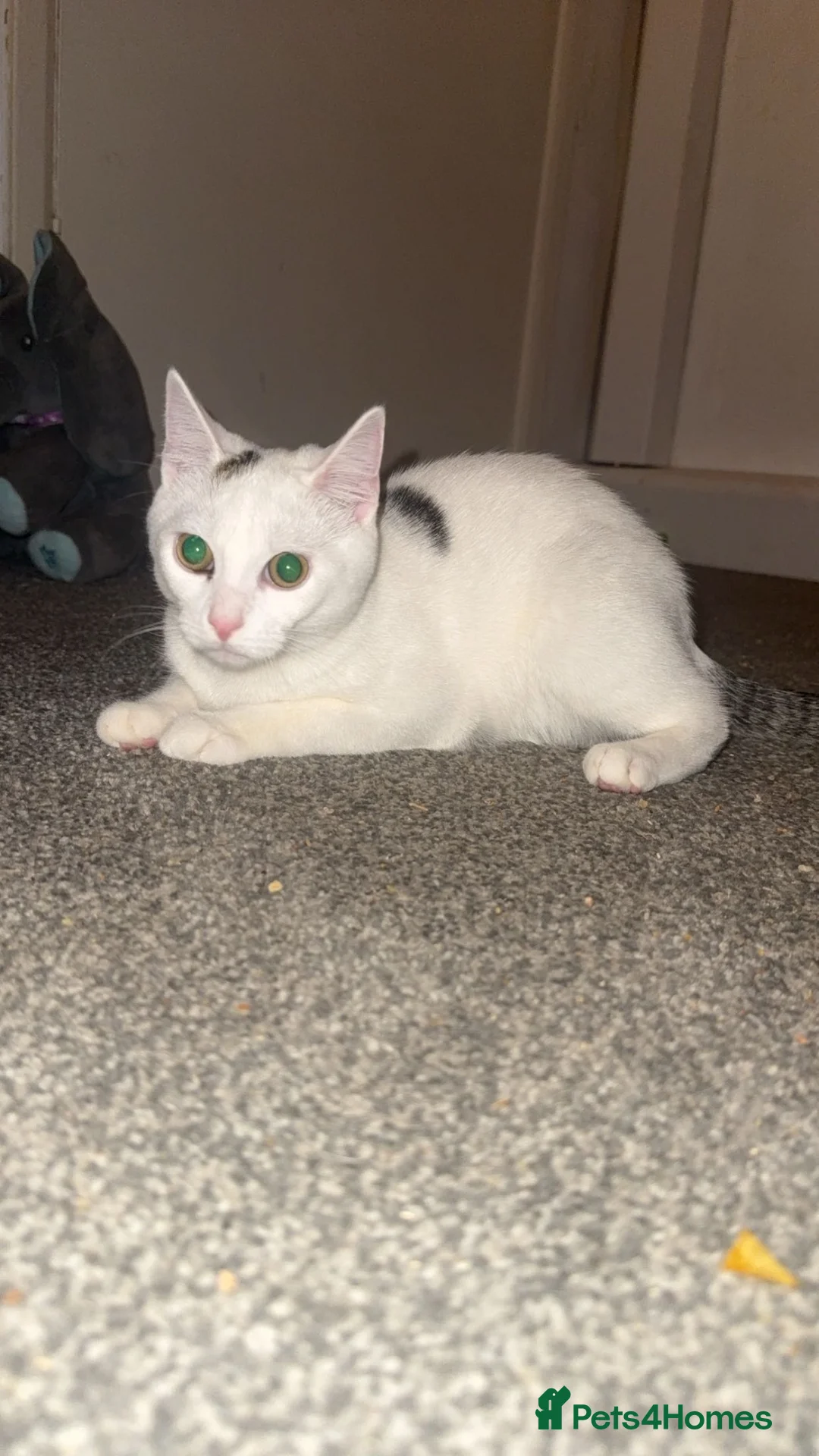 Mixed Breed cats for sale: Kitten coming up 2 years old in Pontefract - Advert 2