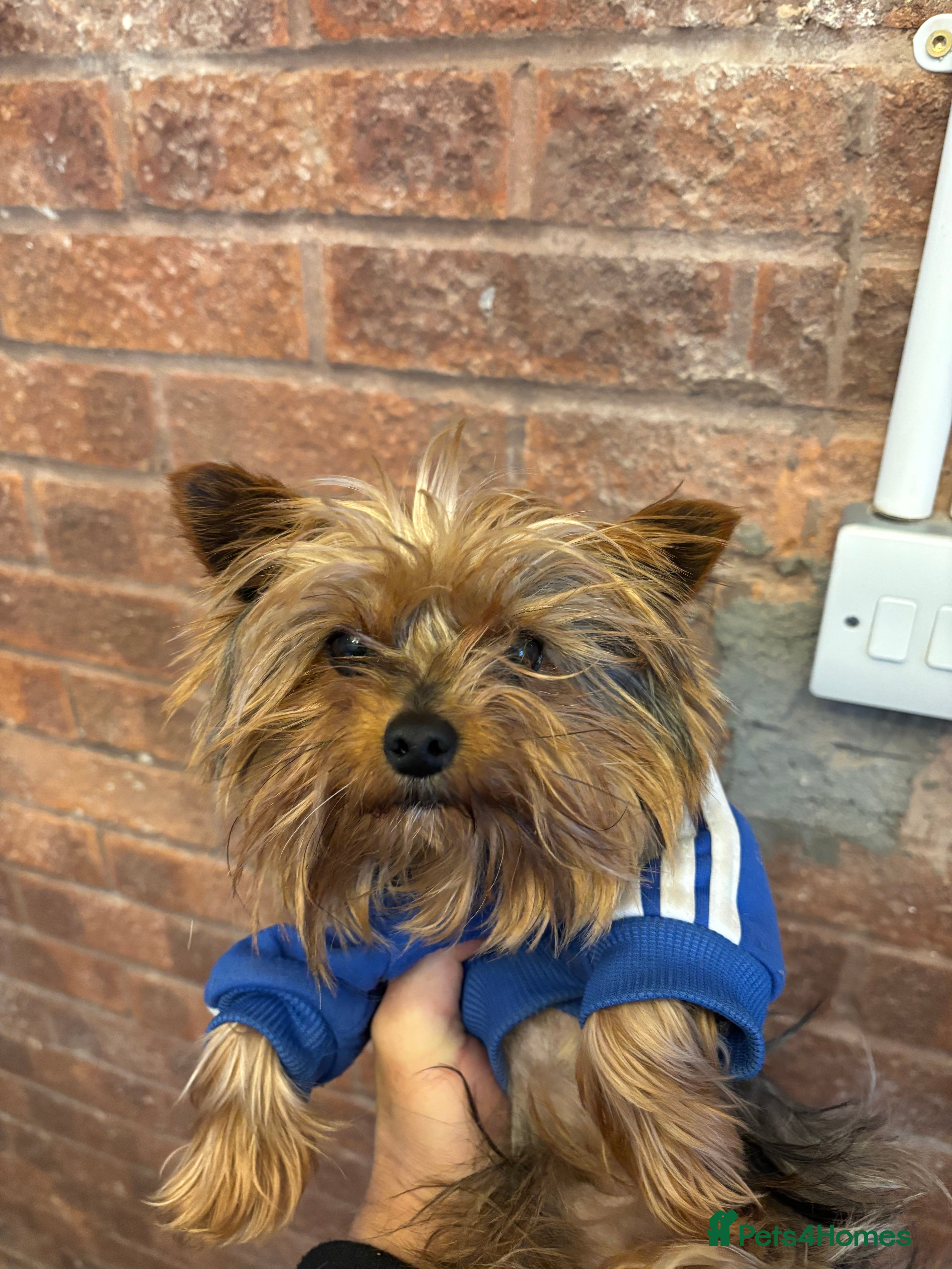 Yorkshire Terrier dogs Male Yorkie for stud  - Advert 3