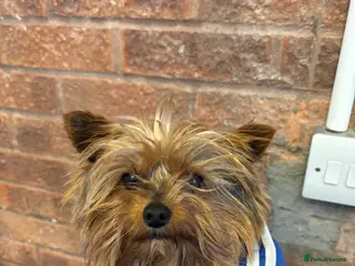 Yorkshire Terrier dogs Male Yorkie for stud - Advert 3