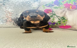 Miniature Dachshund dogs for sale: Miniature dachshunds - Image 6