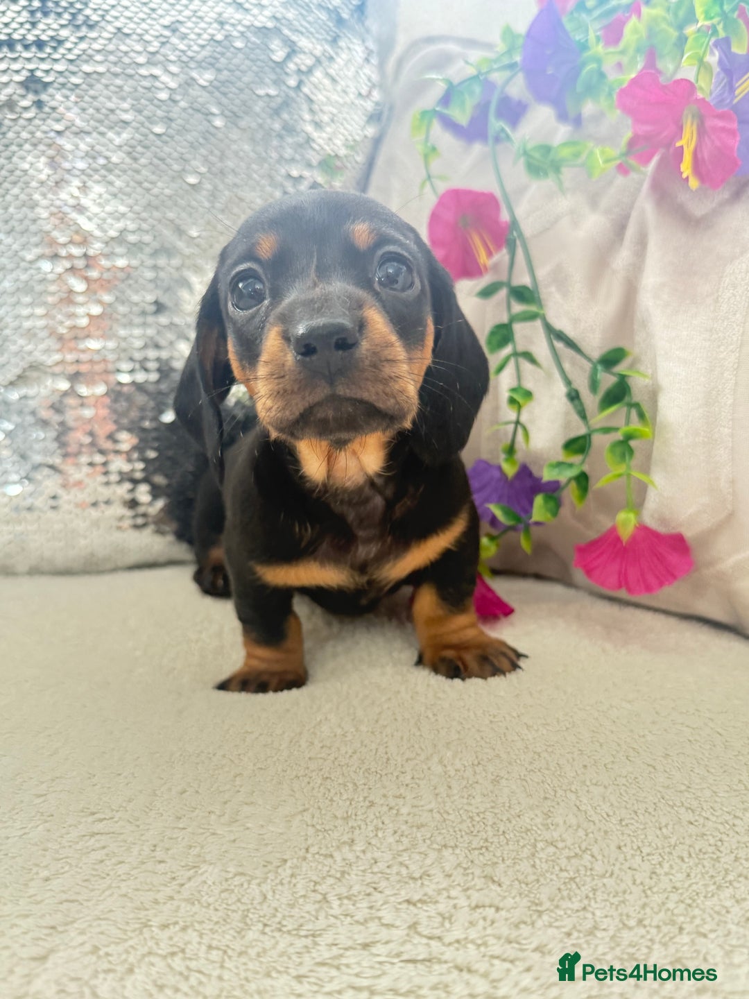 Miniature Dachshund dogs for sale: Miniature dachshunds - Image 6