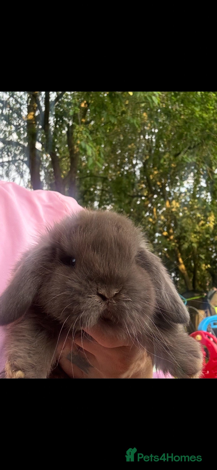 Mini Lop rabbits Pure bred baby pedigreed mini lops  - Advert 2