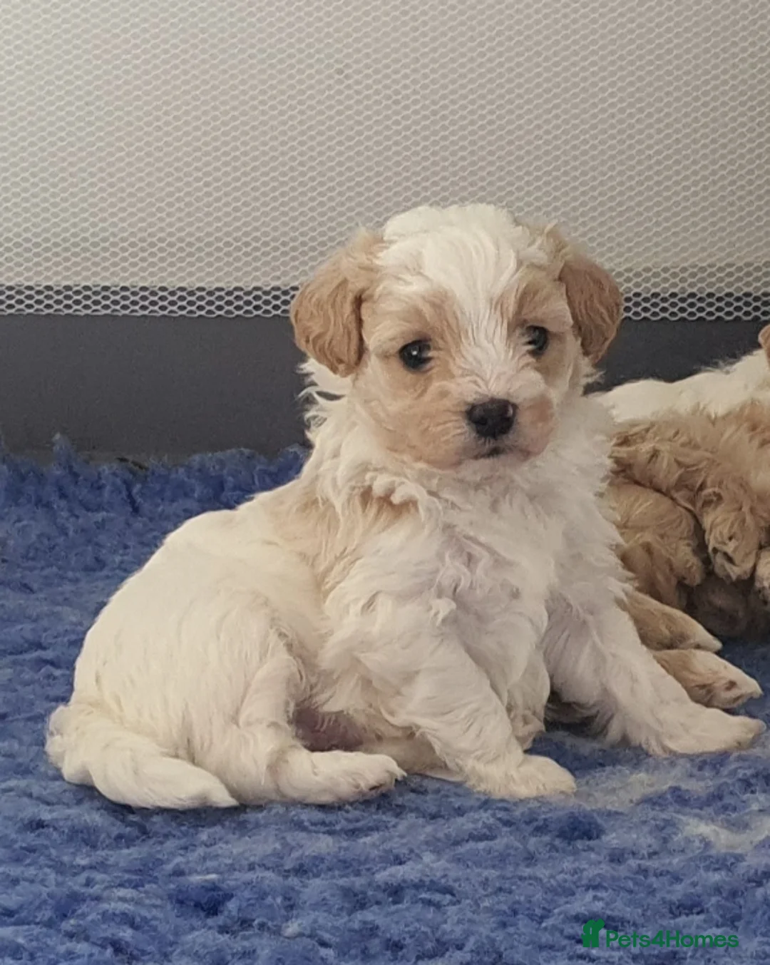 Maltipoo dogs for sale: Korean Toy Maltipoo puppies Dna health tested mum - Advert 19